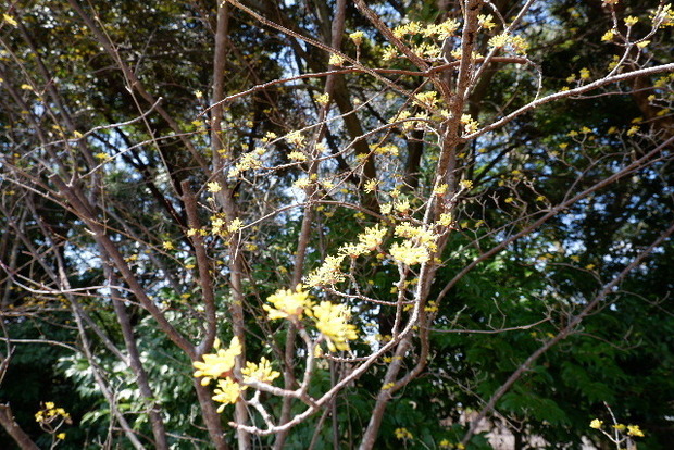 2025_0320馬見河津桜0048.JPG