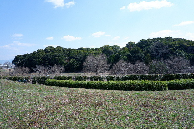 2025_0320馬見河津桜0055.JPG