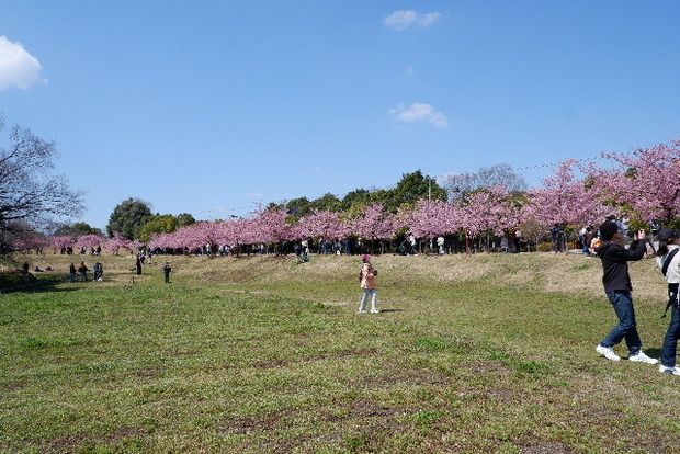 2025_0320馬見河津桜0071.JPG