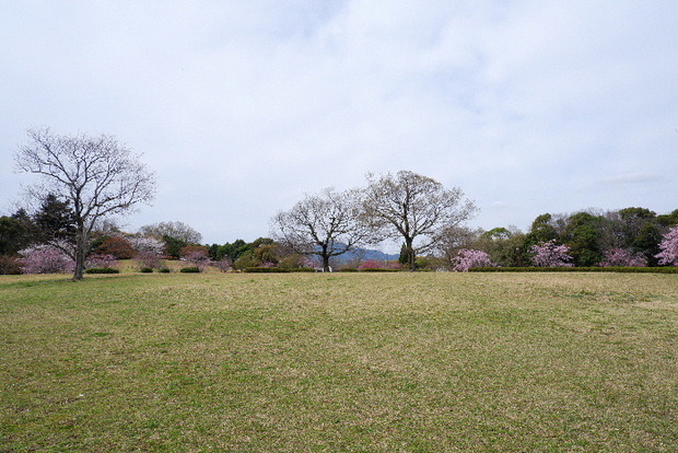 2025_0331３月３１日馬見公園桜0002.JPG