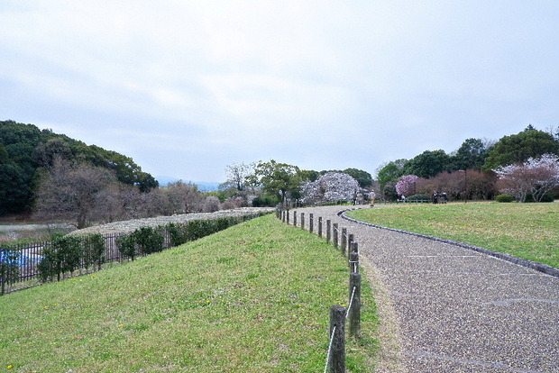 2025_0331３月３１日馬見公園桜0004.JPG