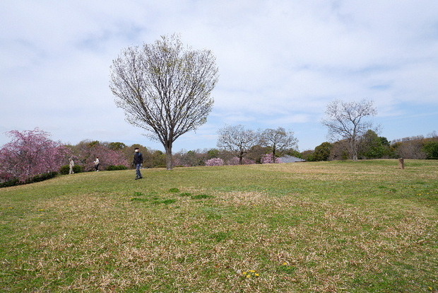 2025_0331３月３１日馬見公園桜0006.JPG