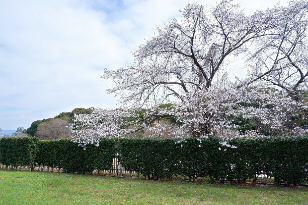 2025_0331３月３１日馬見公園桜0014.JPG