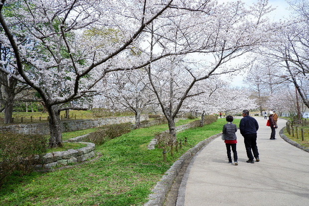 2025_0331３月３１日馬見公園桜0026.JPG