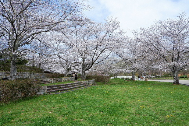 2025_0331３月３１日馬見公園桜0028.JPG