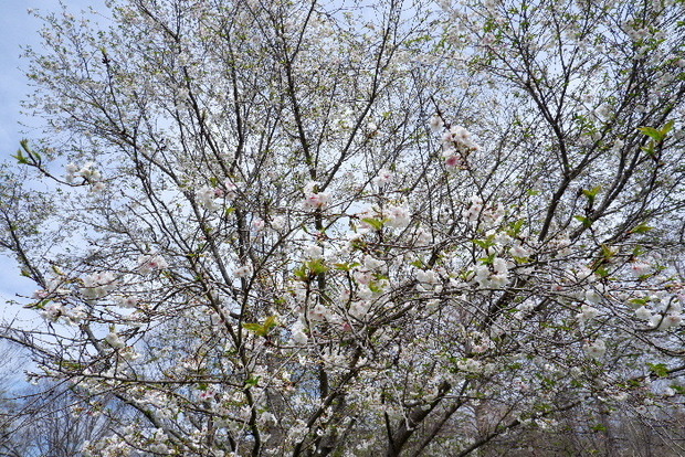 2025_0331３月３１日馬見公園桜0031.JPG