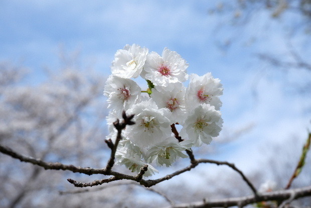2025_0331３月３１日馬見公園桜0033.JPG