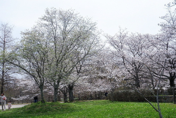 2025_0331３月３１日馬見公園桜0035.JPG