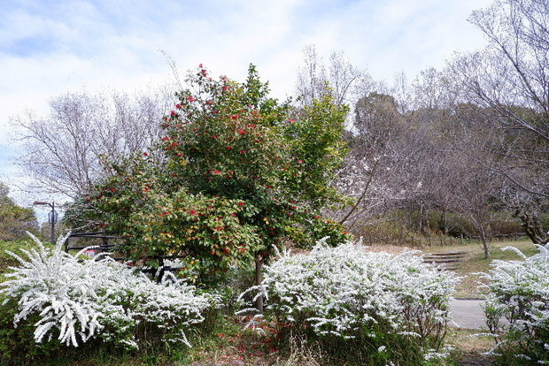 2025_0331３月３１日馬見公園桜0037.JPG