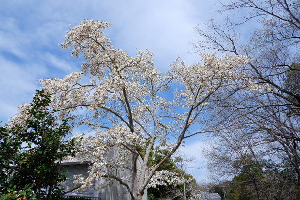 2025_0331３月３１日馬見公園桜0041.JPG