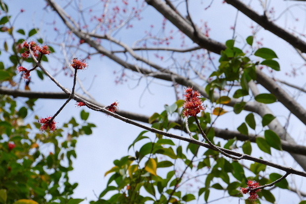 2025_0331３月３１日馬見公園桜0044.JPG