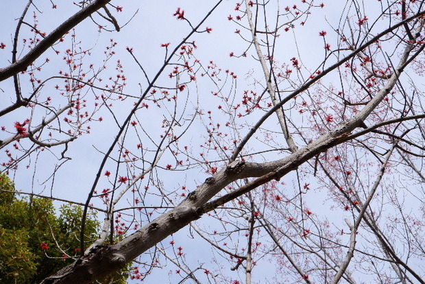 2025_0331３月３１日馬見公園桜0045.JPG