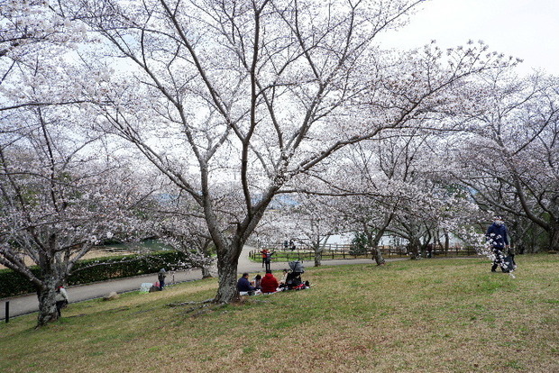 2025_0331３月３１日馬見公園桜0050.JPG