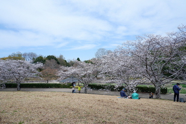 2025_0331３月３１日馬見公園桜0054.JPG