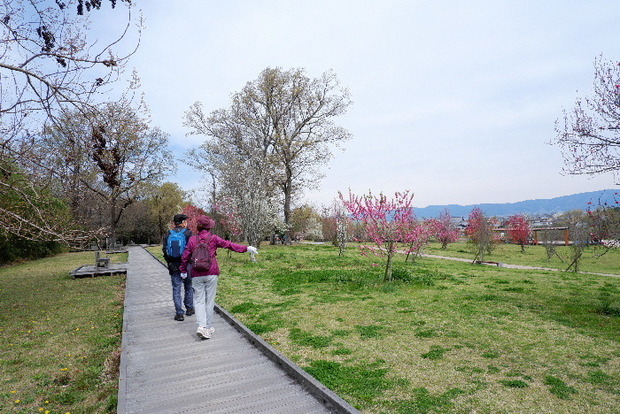 2025_0331３月３１日馬見公園桜0057.JPG