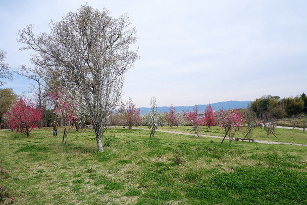 2025_0331３月３１日馬見公園桜0059.JPG
