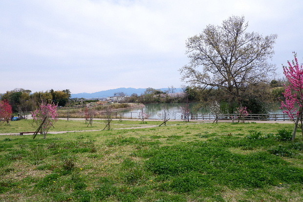 2025_0331３月３１日馬見公園桜0060.JPG