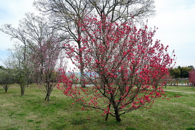 2025_0331３月３１日馬見公園桜0063.JPG