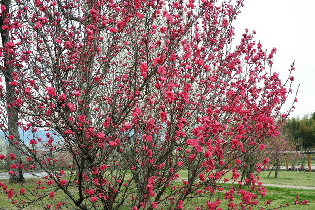 2025_0331３月３１日馬見公園桜0064.JPG
