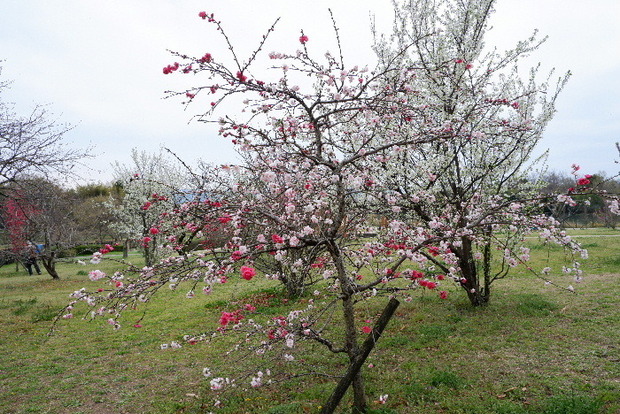 2025_0331３月３１日馬見公園桜0067.JPG