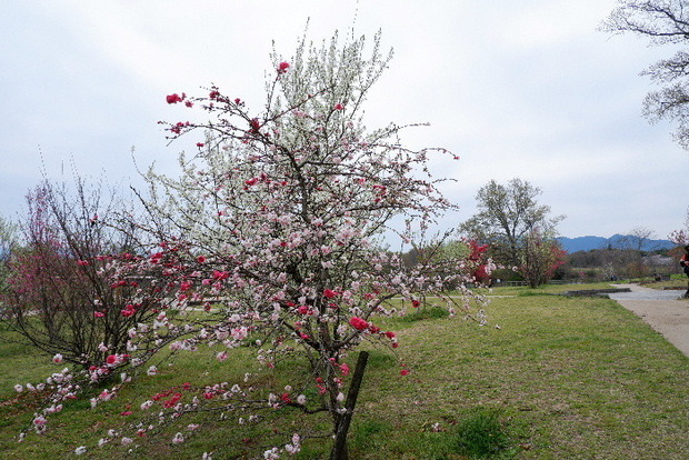 2025_0331３月３１日馬見公園桜0069.JPG