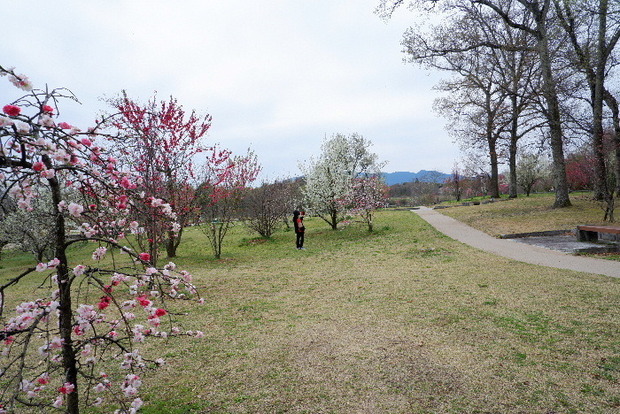 2025_0331３月３１日馬見公園桜0071.JPG