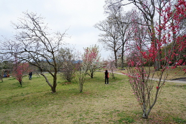 2025_0331３月３１日馬見公園桜0074.JPG