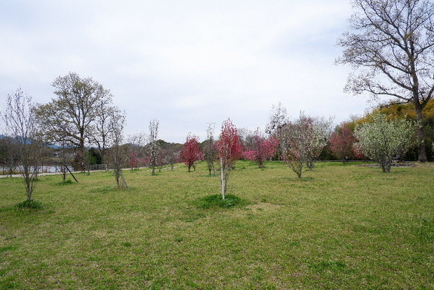 2025_0331３月３１日馬見公園桜0078.JPG
