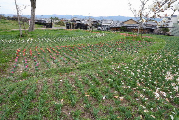 2025_0331３月３１日馬見公園桜0080.JPG