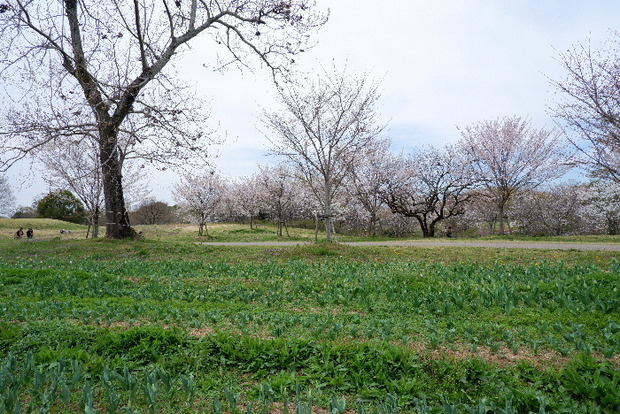 2025_0331３月３１日馬見公園桜0081.JPG