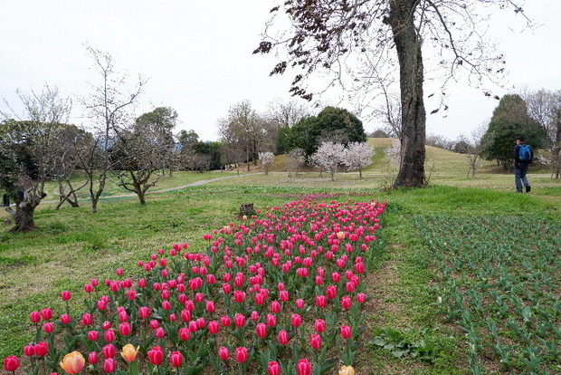2025_0331３月３１日馬見公園桜0085.JPG