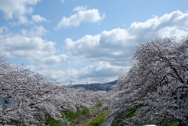 2025_0403４月３日佐保川桜0002.JPG