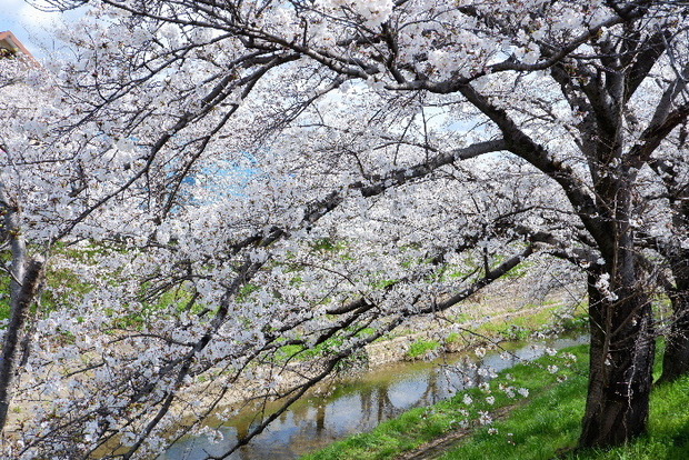 2025_0403４月３日佐保川桜0003.JPG