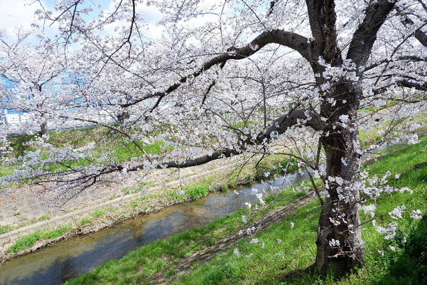 2025_0403４月３日佐保川桜0008.JPG