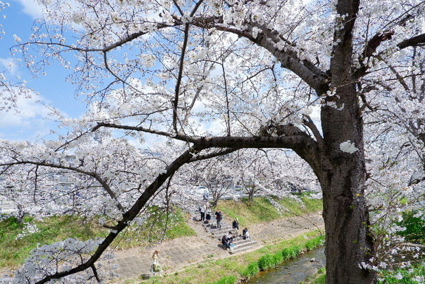 2025_0403４月３日佐保川桜0013.JPG
