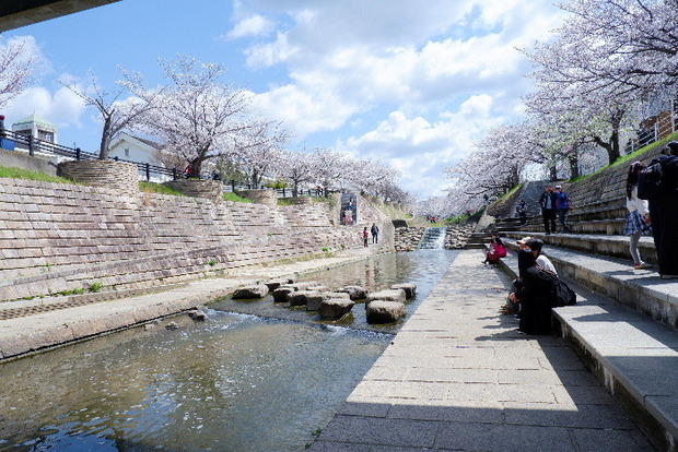 2025_0403４月３日佐保川桜0021.JPG