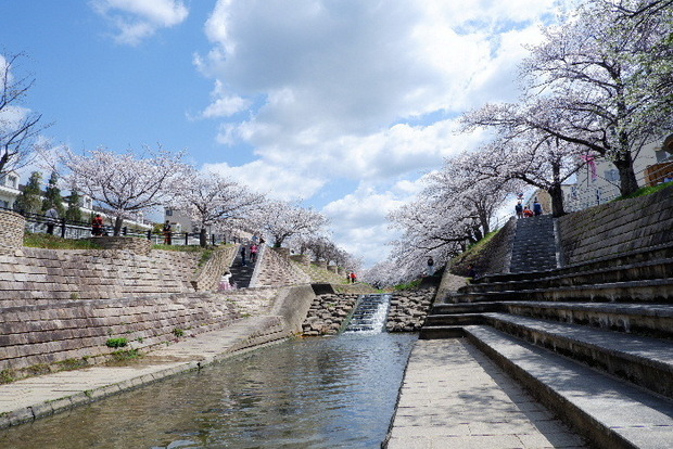 2025_0403４月３日佐保川桜0024.JPG