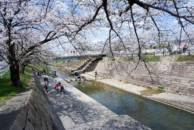 2025_0403４月３日佐保川桜0028.JPG