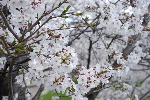 2025_0403４月３日佐保川桜0033.JPG