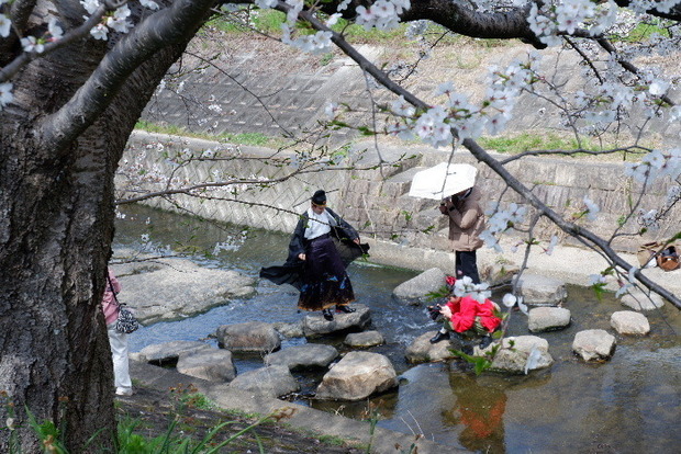 2025_0403４月３日佐保川桜0034.JPG