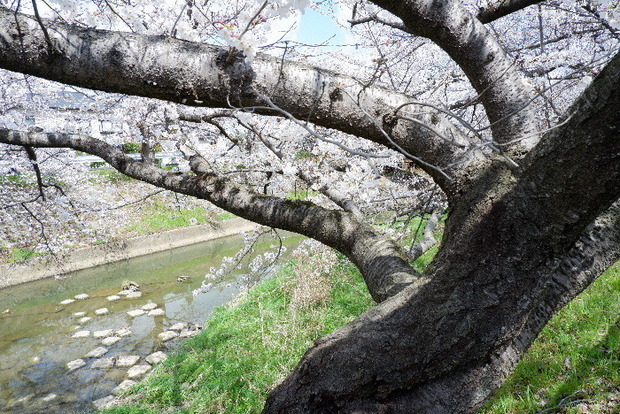 2025_0403４月３日佐保川桜0040.JPG