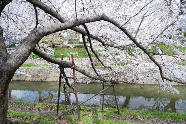 2025_0403４月３日佐保川桜0045.JPG