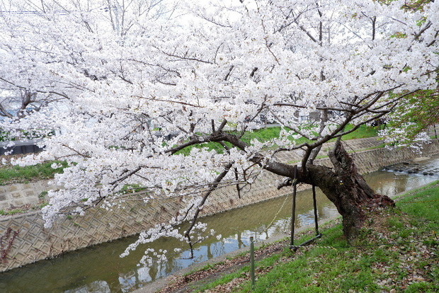 2025_0403４月３日佐保川桜0047.JPG