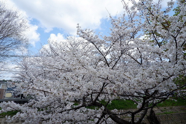 2025_0403４月３日佐保川桜0048.JPG