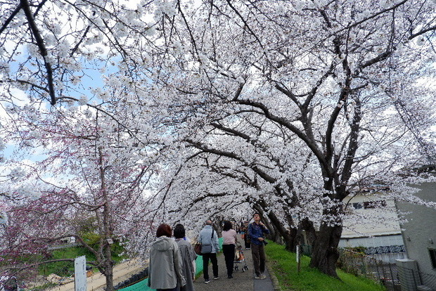 2025_0403４月３日佐保川桜0051.JPG