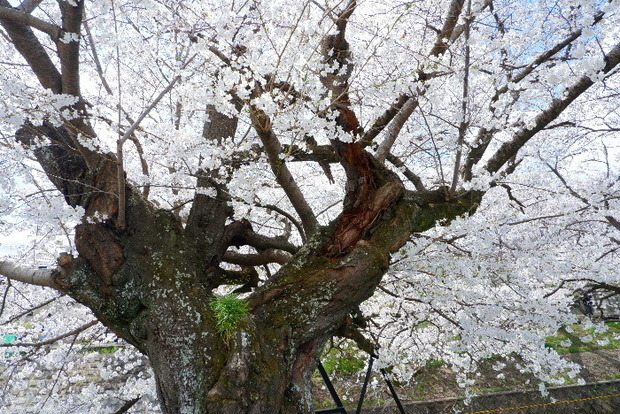 2025_0403４月３日佐保川桜0058.JPG