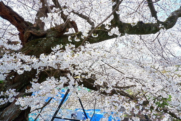 2025_0403４月３日佐保川桜0059.JPG