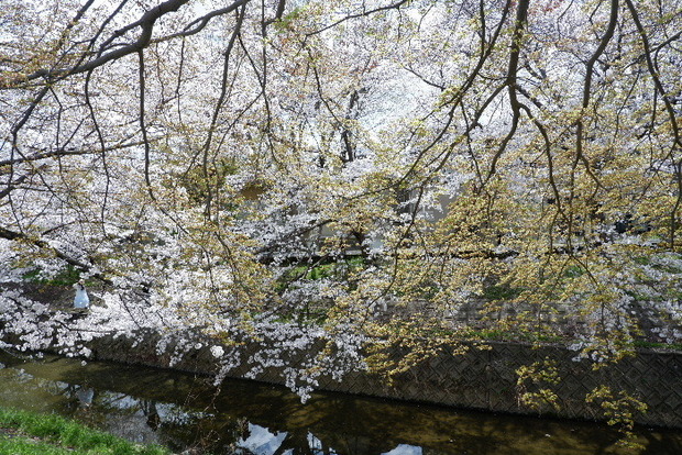 2025_0403４月３日佐保川桜0068.JPG
