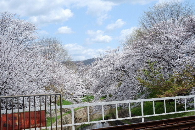 2025_0403４月３日佐保川桜0072.JPG