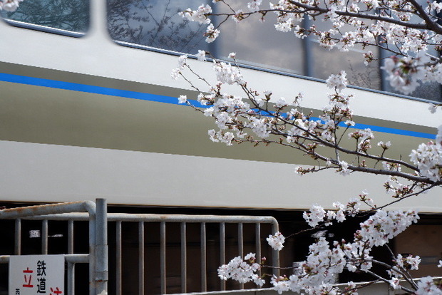 2025_0403４月３日佐保川桜0073.JPG
